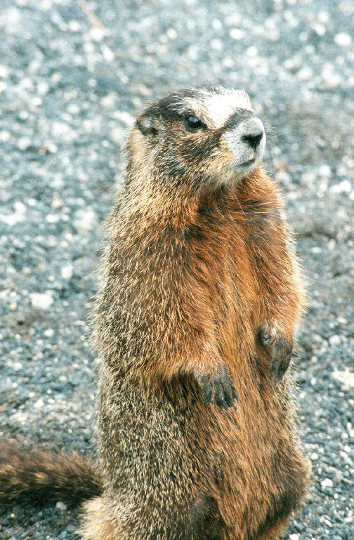 marmot.gif